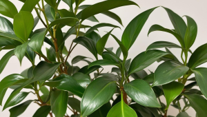 茶叶喝的能瘦身吗